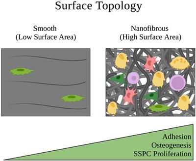 Mechanobiology-informed biomaterial and tissue engineering strategies for influencing skeletal stem and progenitor cell fate